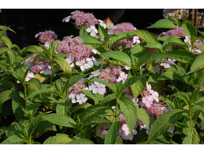 Hydrangea serrata