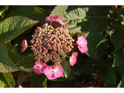 Hydrangea serrata