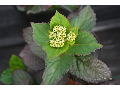 Hydrangea serrata