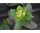 Hydrangea serrata