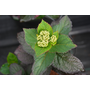 Hydrangea serrata Daredevil