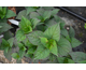 Hydrangea serrata Daredevil