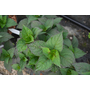 Hydrangea serrata Daredevil