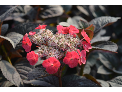 Hydrangea serrata