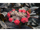 Hydrangea serrata Daredevil