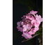 Hydrangea serrata Flair & Flavours Frozen Smoothie ® PW