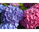 Hydrangea serrata Flair & Flavours - Sweet Marshmallow ® PW