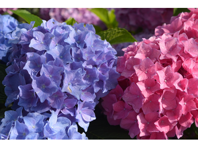 Hydrangea serrata