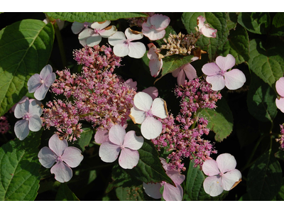 Hydrangea serrata