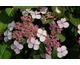 Hydrangea serrata Grayswood