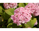 Hydrangea serrata Iyo Temari