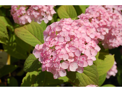 Hydrangea serrata