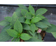 Hydrangea serrata Magic Pillow