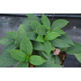 Hydrangea serrata Magic Pillow