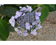 Hydrangea serrata Magic Pillow