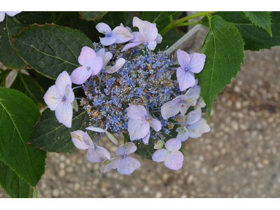 Hydrangea serrata