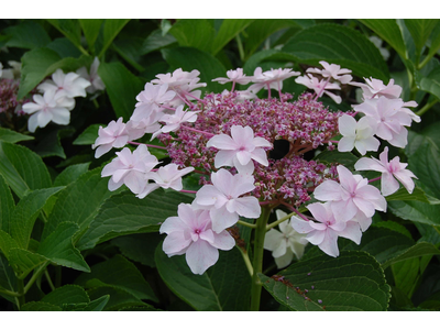 Hydrangea macrophylla