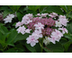 Hydrangea macrophylla Miharayama-o-Yae