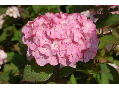 Hydrangea serrata