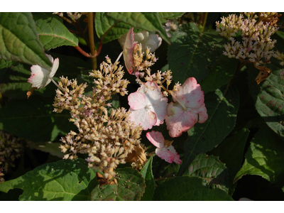 Hydrangea serrata