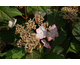 Hydrangea serrata Rosalba