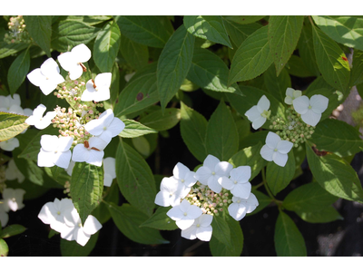 Hydrangea serrata