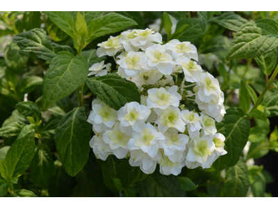 Hydrangea serrata