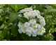 Hydrangea serrata White on White