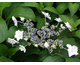 Hydrangea serrata Yae-No-Amacha