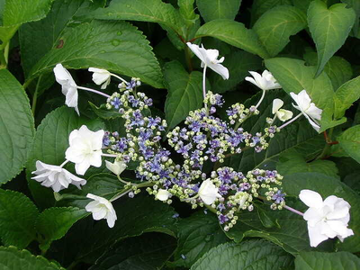 Hydrangea serrata