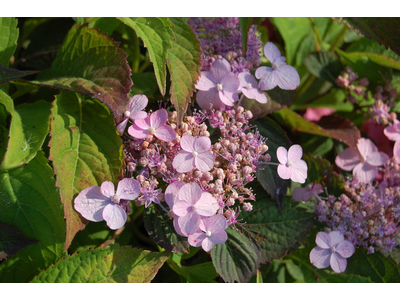 Hydrangea serrata