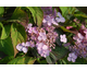Hydrangea serrata Woodlander