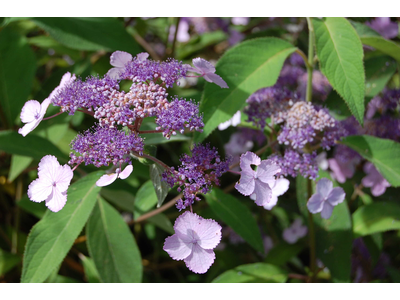 Hydrangea villosa