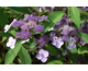 Hydrangea villosa 