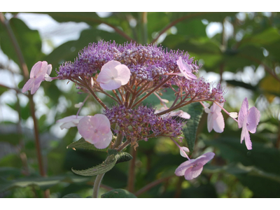 Hydrangea villosa