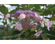 Hydrangea villosa Anthony Bullivant
