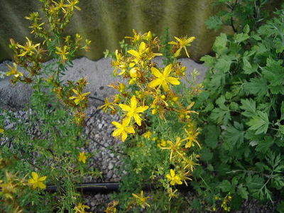 Hypericum perforatum    