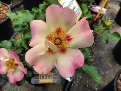 Rosa