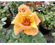 Rosa Persian Sun