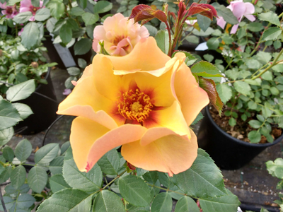 Rosa