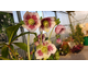 Helleborus orientalis Charlotte
