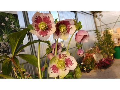 Helleborus orientalis