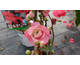 Chaenomeles speciosa Pink Storm ® PW