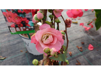 Chaenomeles speciosa