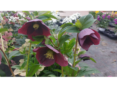 Helleborus orientalis