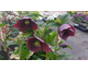 Helleborus orientalis (in varietà)