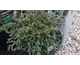 Chamaecyparis pisifera Baby Blue