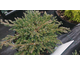 Juniperus squamata Little Joana ®