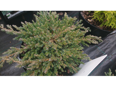 Juniperus squamata
