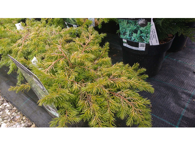 Juniperus conferta